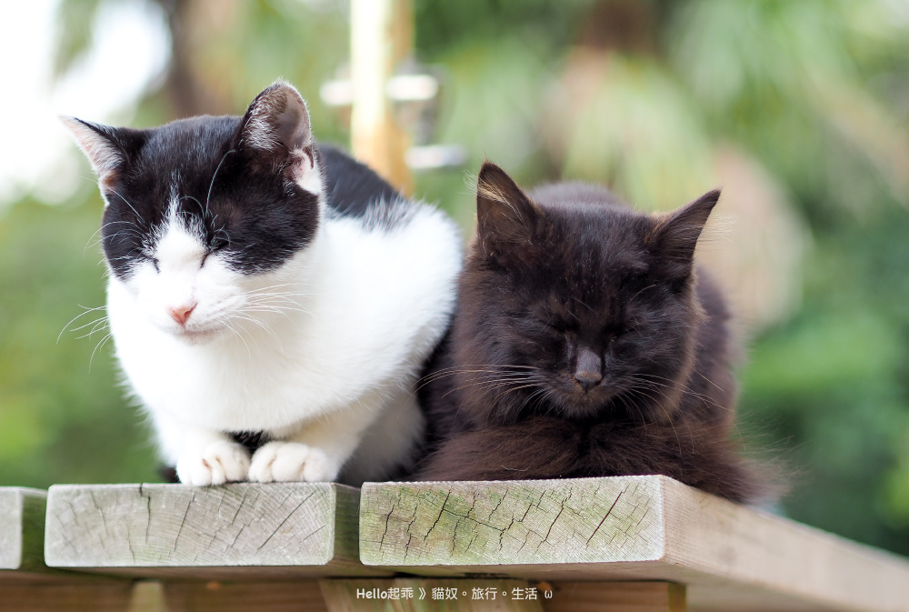 田代島貓咪共和國黑貓黑白貓.jpg 田代島貓咪共和國黑貓黑白貓.jpg