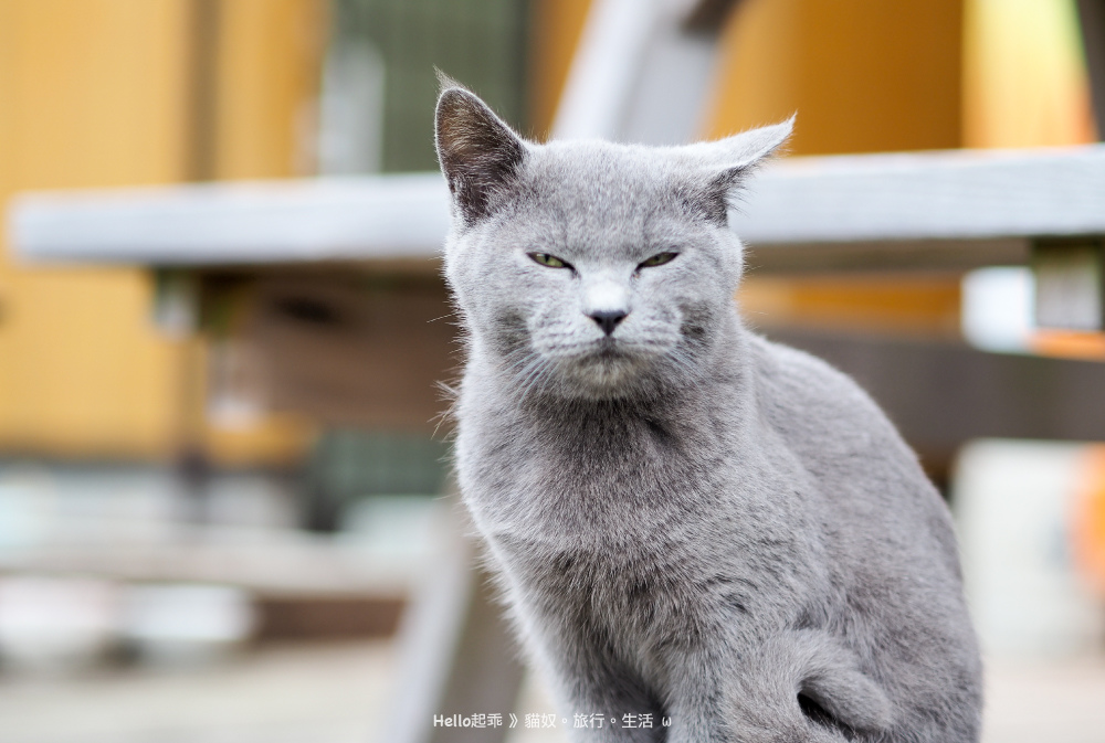 田代島貓咪共和國藍貓.jpg 田代島貓咪共和國藍貓.jpg