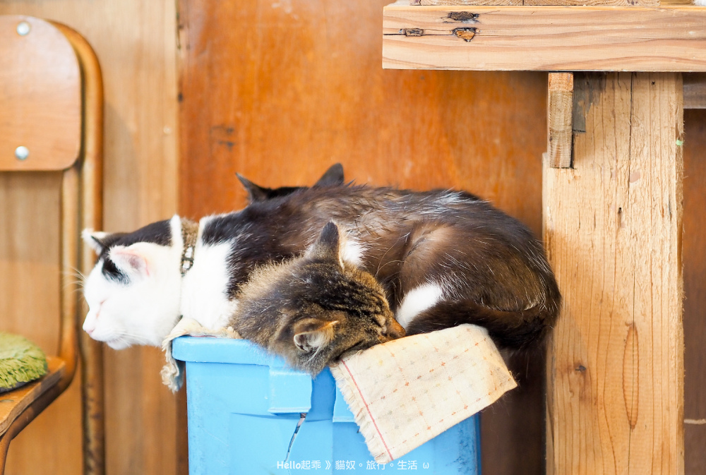 田代島黑貓堂一桶貓.jpg 田代島黑貓堂一桶貓.jpg