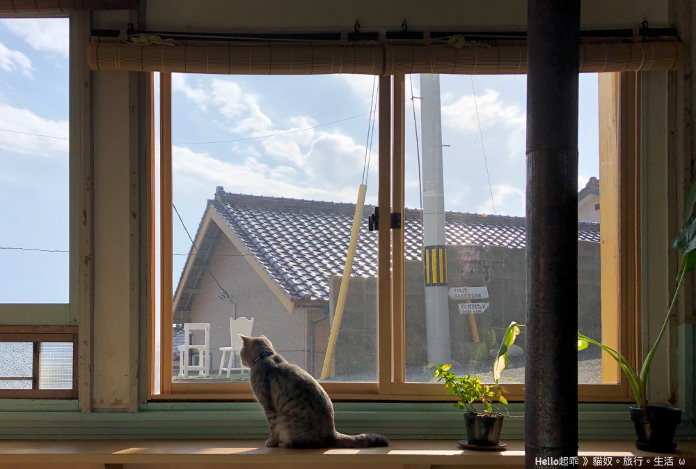 田代島黑貓堂逆光貓.jpg 田代島黑貓堂逆光貓.jpg