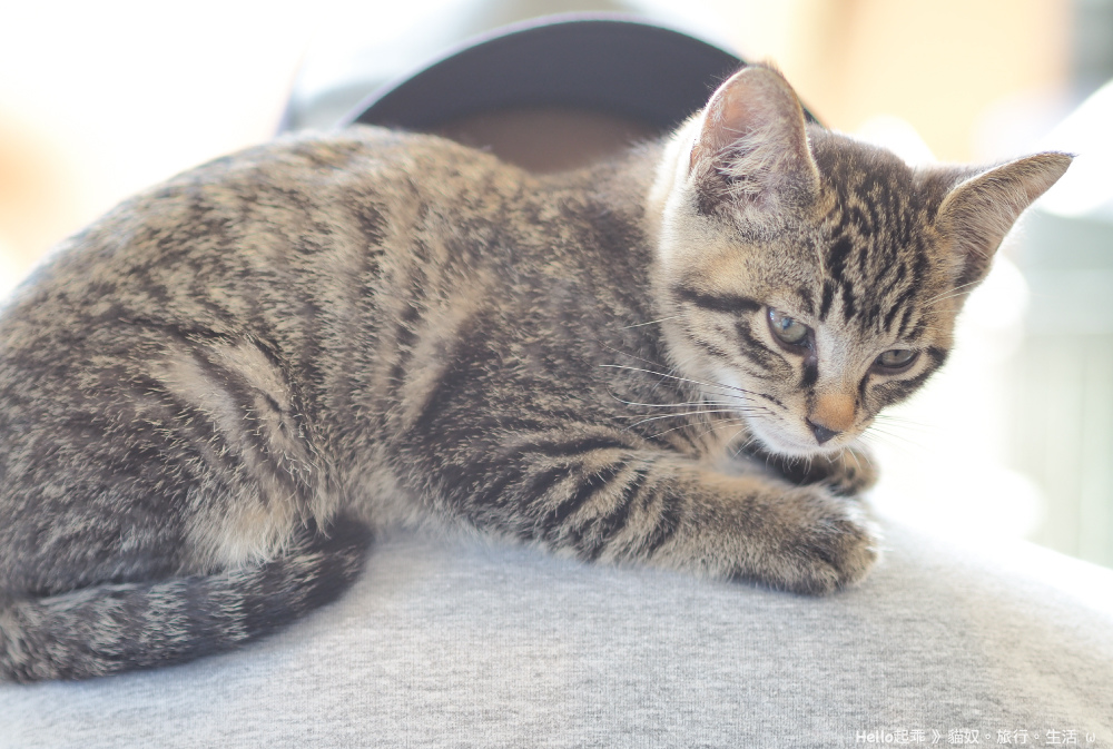 田代島黑貓堂背影抱貓2.jpg 田代島黑貓堂背影抱貓2.jpg