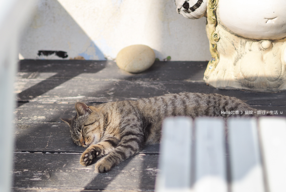 田代島黑貓堂門口曬貓.jpg 田代島黑貓堂門口曬貓.jpg