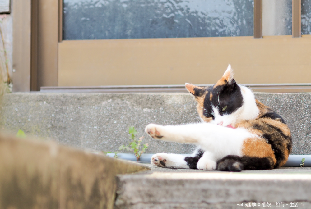 田代島Olive-cafe門口貓.jpg 田代島Olive-cafe門口貓.jpg