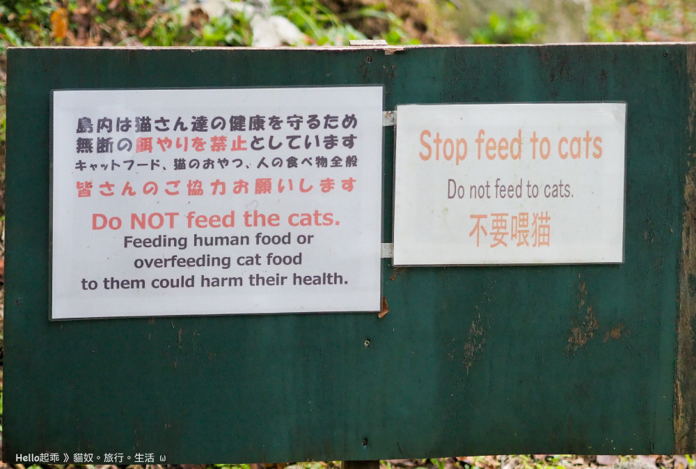 田代島不要餵貓.jpg 田代島不要餵貓.jpg