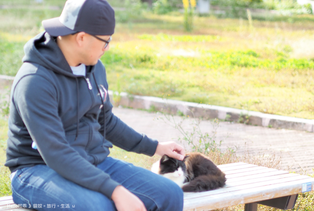 田代島路貓11.jpg 田代島路貓11.jpg