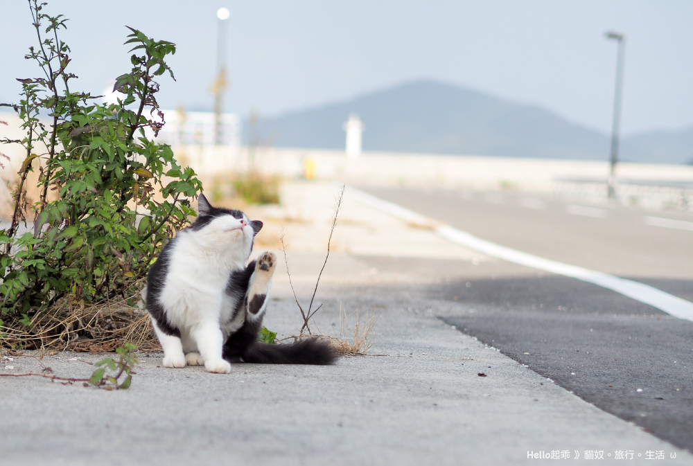 田代島路貓9.jpg 田代島路貓9.jpg