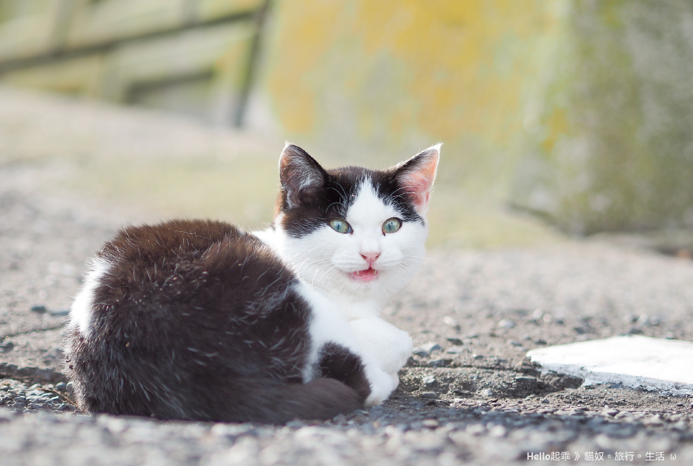 田代島路貓8.jpg 田代島路貓8.jpg
