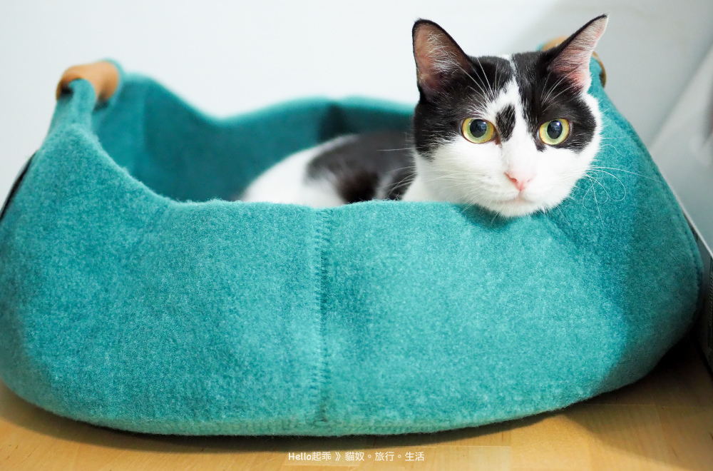 貓籃子本人.jpg 貓籃子本人.jpg