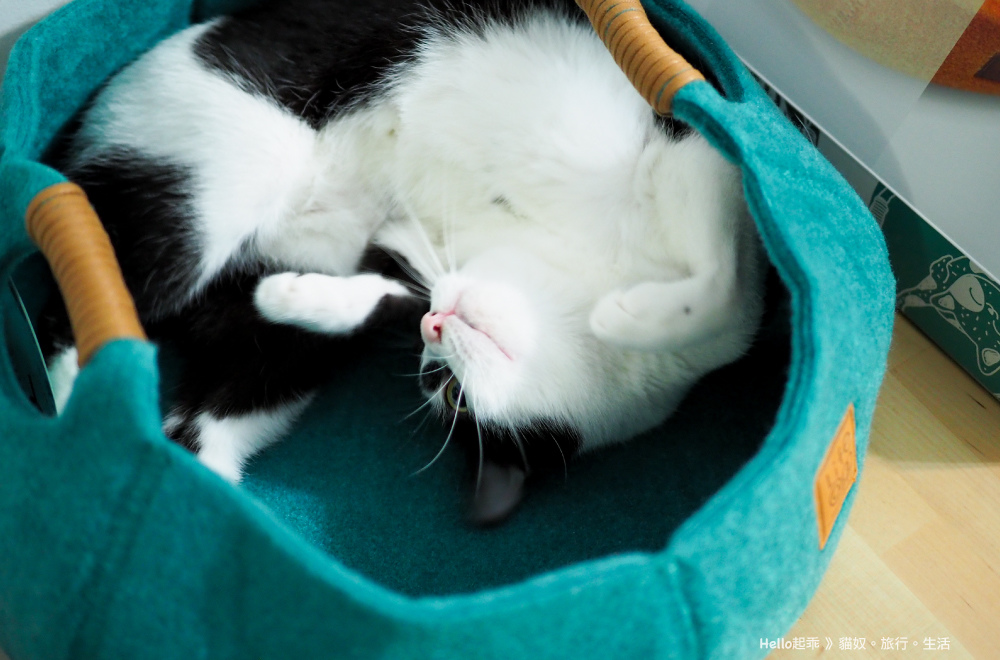 貓籃子哈幾翻肚.jpg 貓籃子哈幾翻肚.jpg