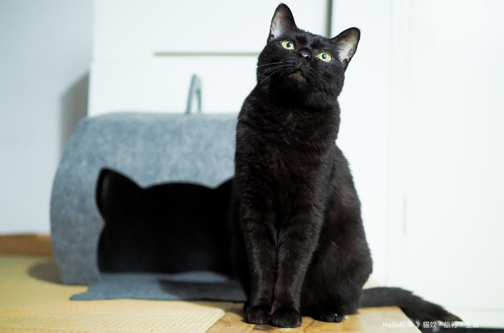 貓籃子蛋糕盒2.jpg 貓籃子蛋糕盒2.jpg