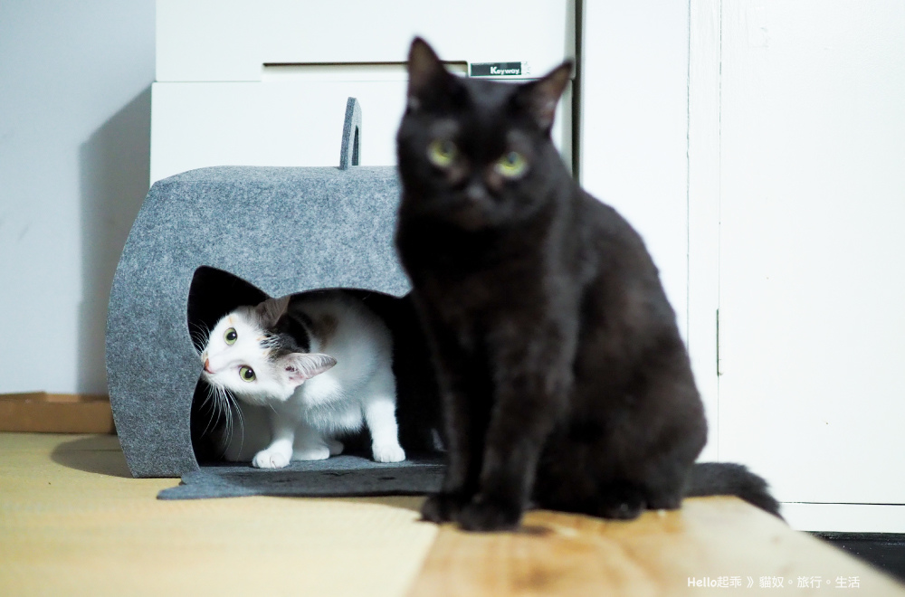 貓籃子蛋糕盒起乖黑米.jpg 貓籃子蛋糕盒起乖黑米.jpg