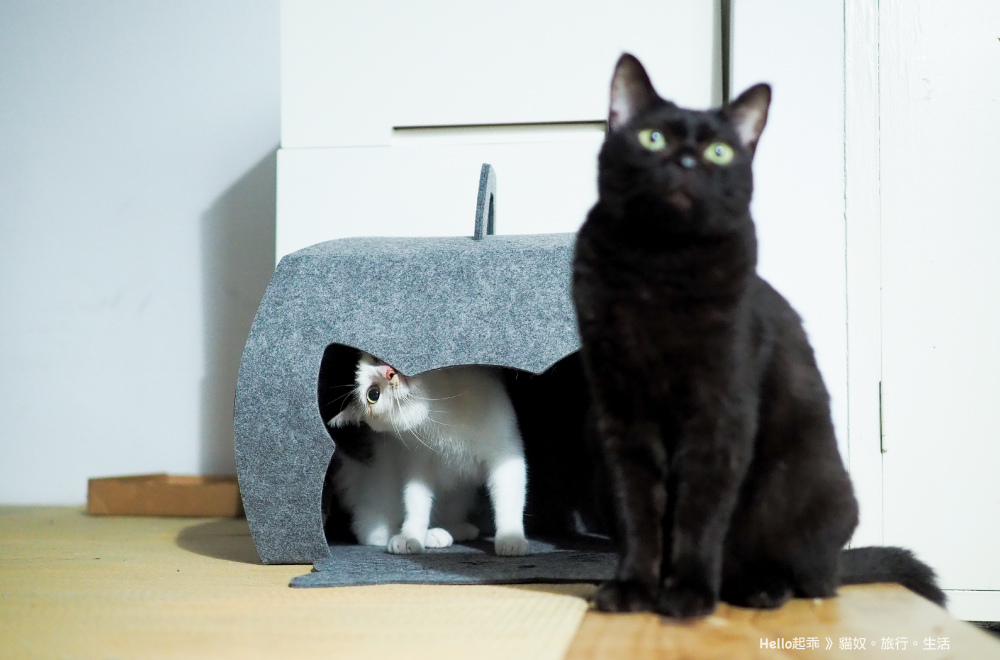 貓籃子蛋糕盒起乖黑米2.jpg 貓籃子蛋糕盒起乖黑米2.jpg