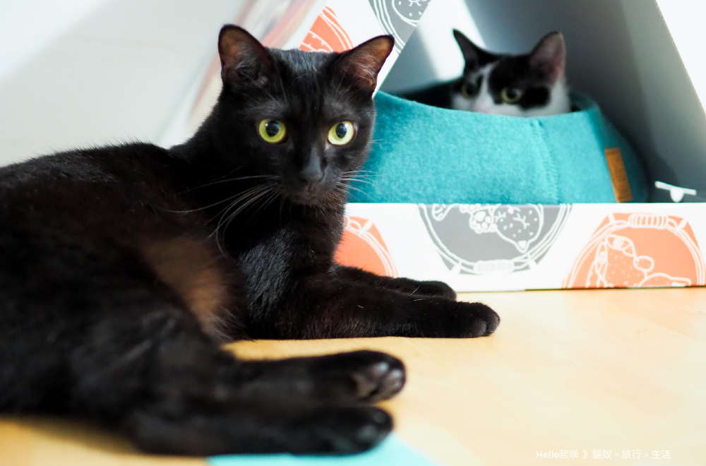 貓籃子帳篷合體.jpg 貓籃子帳篷合體.jpg