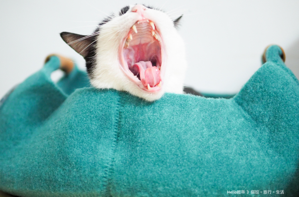 貓籃子哈幾張嘴.jpg 貓籃子哈幾張嘴.jpg