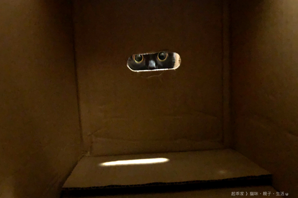 紙箱瓜瓜.jpg 紙箱瓜瓜.jpg