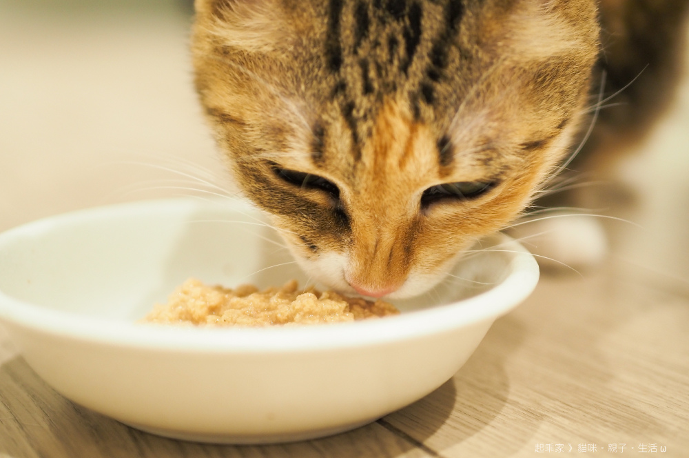 踏踏寵膳喵貓.jpg 踏踏寵膳喵貓.jpg