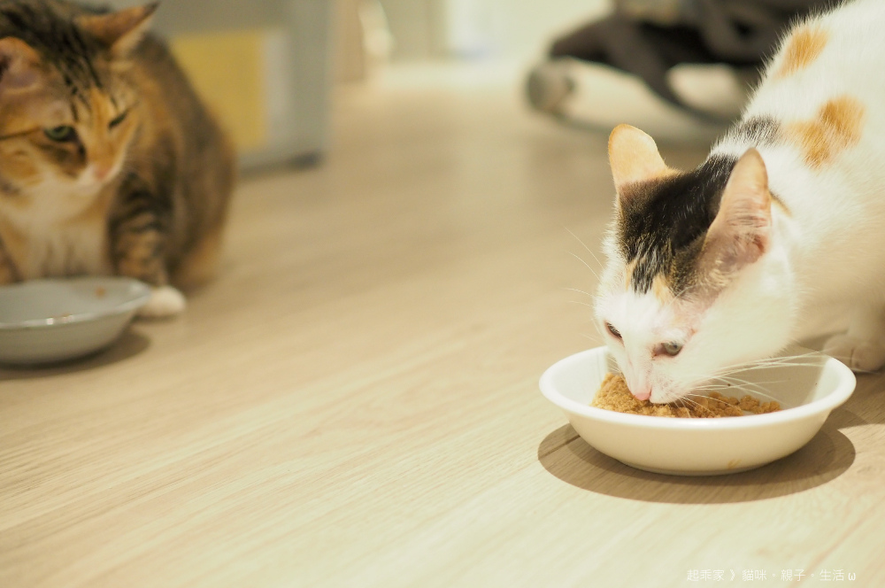 踏踏寵膳喵貓起乖.jpg 踏踏寵膳喵貓起乖.jpg