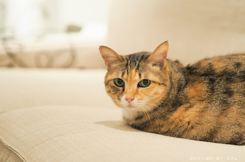 踏踏寵膳貓貓蟲.jpg 踏踏寵膳貓貓蟲.jpg