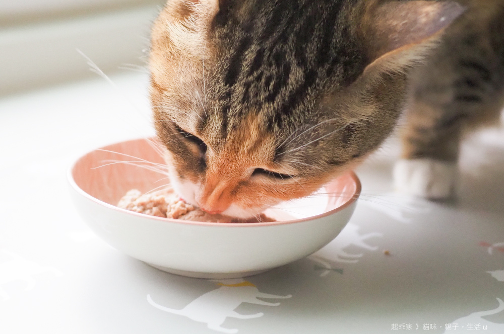 喵貓試吃.jpg 喵貓試吃.jpg