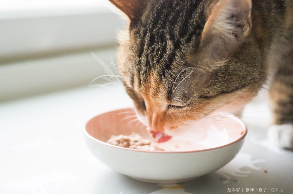 喵貓試吃2.jpg 喵貓試吃2.jpg