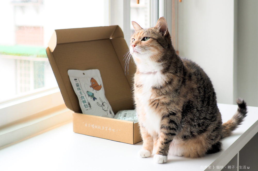 喵貓.jpg 喵貓.jpg