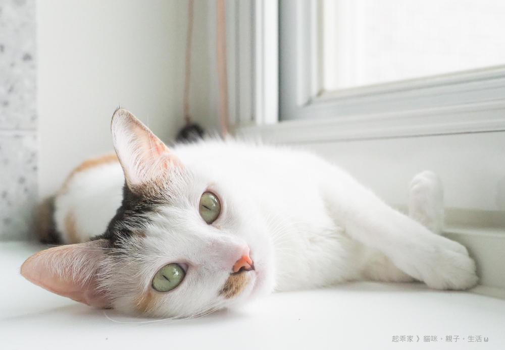 貓.jpg 貓.jpg