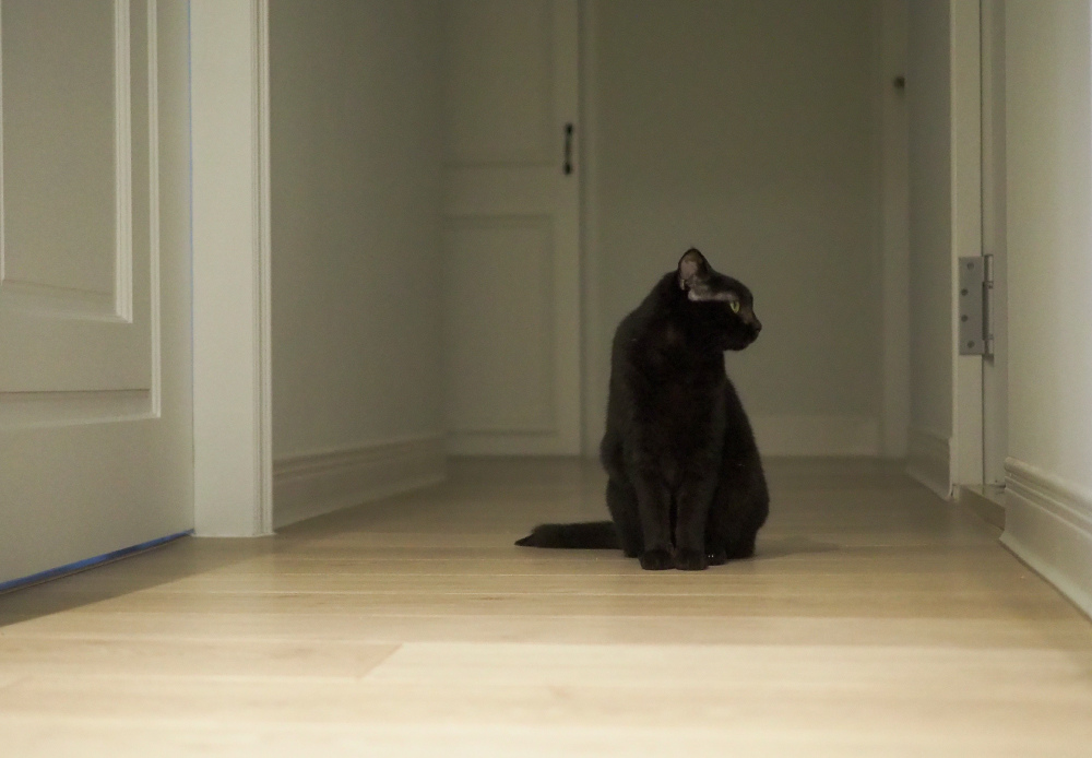 黑米.jpg 黑米.jpg