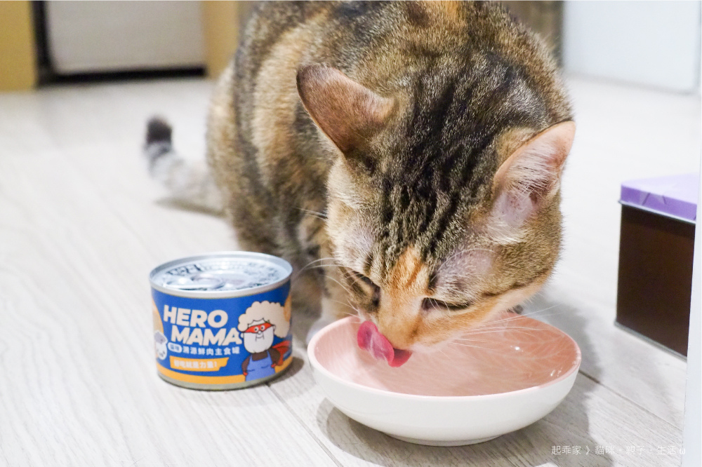 喵貓吃播3.jpg 喵貓吃播3.jpg