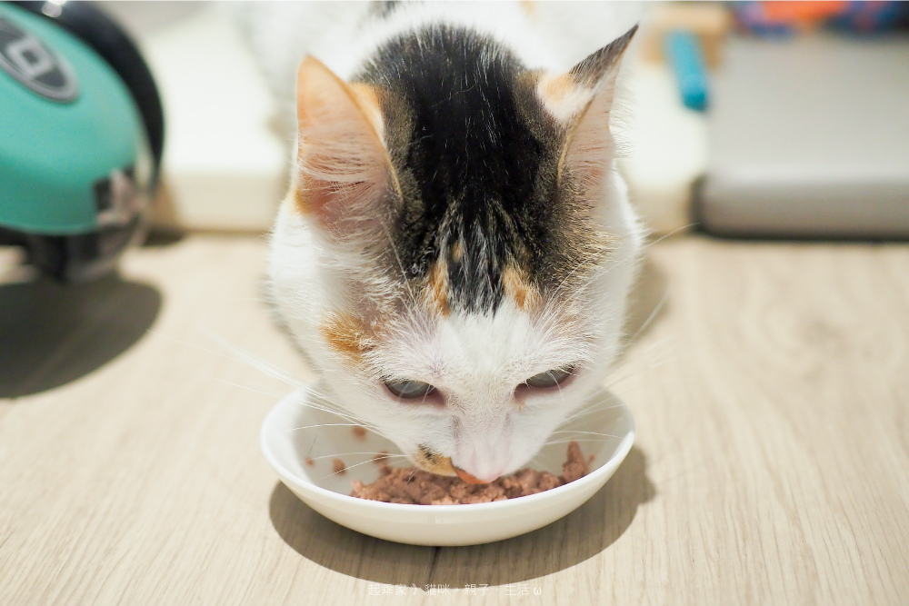 起乖進食2.jpg 起乖進食2.jpg