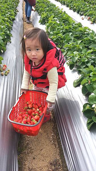 102.12.28京采高架草莓農園 (8).jpg