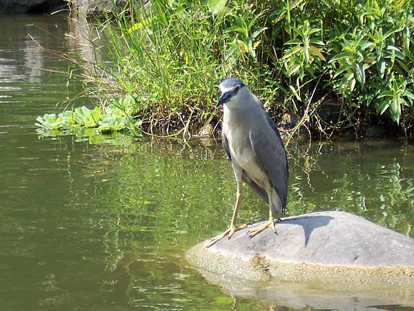 湖中的鳥