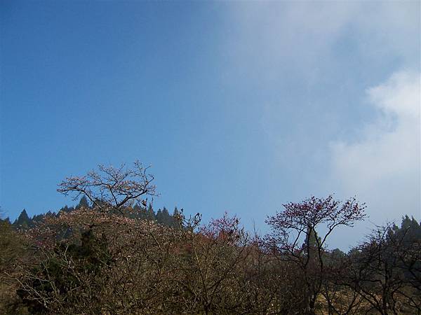 木蘭園的藍天2
