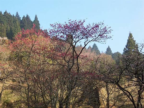 木蘭園