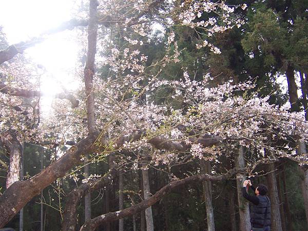 阿里山賓館前的櫻花