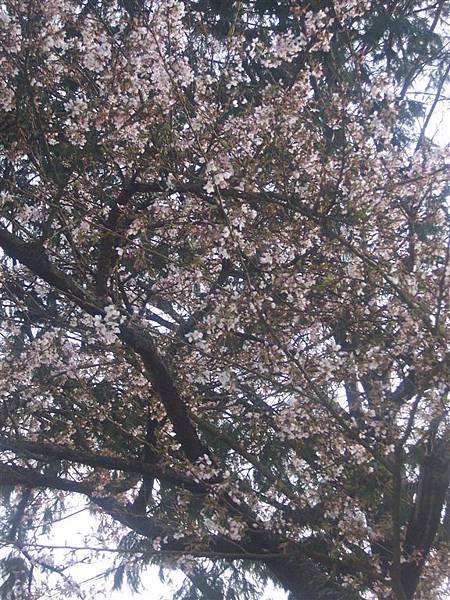 阿里山賓館前的櫻花2