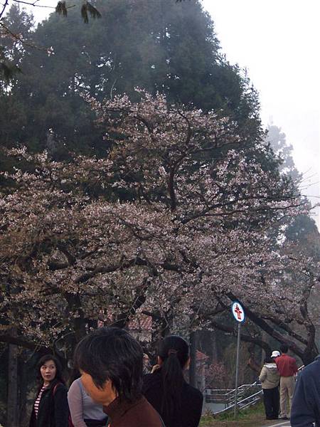 阿里山賓館前的櫻花3