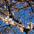 祝山觀日樓的櫻花4