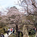 通往慈雲寺的路上有櫻花