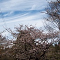通往慈雲寺的路上有櫻花2