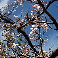 通往慈雲寺的路上有櫻花3