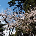 慈雲寺前的櫻花2