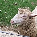 超溫馴的綿羊