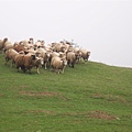 羊群從山坡上被趕下來2