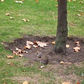聖詹姆斯後面的聖詹姆斯公園裡有松鼠(應該說英國公園裡到處都是松鼠，而且都不太怕人)