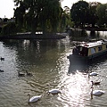班克羅夫花園建在亞芳河畔，有遊船跟好多天鵝
