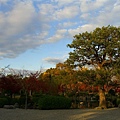 再拍東寺庭園