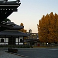 西本願寺一景，銀杏真的很美