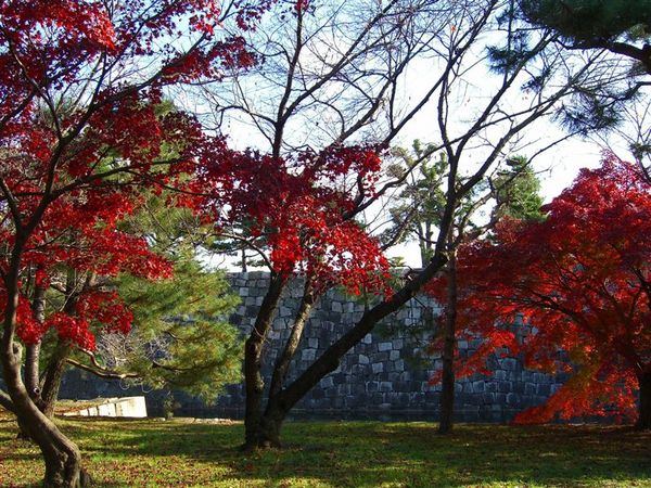 除了銀杏外，火紅的楓葉也很動人