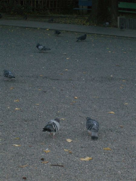 東本願寺前的廣場有許多鴿子，而且每隻都好肥呀，看來伙食相當不錯呦