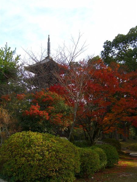 仁和寺右側有高約37公尺的五重塔，在楓紅的襯托下非常美麗